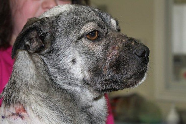 Hope recovers in the care of a Parker County vet after her brutal torture (Parker County).