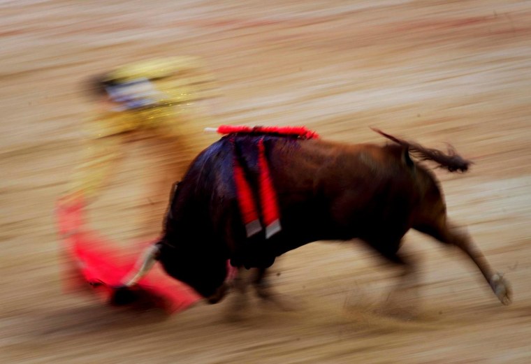 Spanish matador Daniel Luque performs a pass with a cape next to a Torrehandilla bull during the last corrida of the San Fermin Festival, on July 14, in the Northern Spanish city of Pamplona. The festival is a symbol of Spanish culture that attracts thousands of tourists to watch the bull runs despite heavy condemnation from animal rights groups.