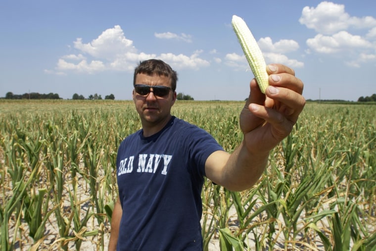 Steve Niedbalski shows his drought and heat stricken corn in Nashville Ill. Farmers in parts of the Midwest are dealing with the worst drought in nearly 25 years.