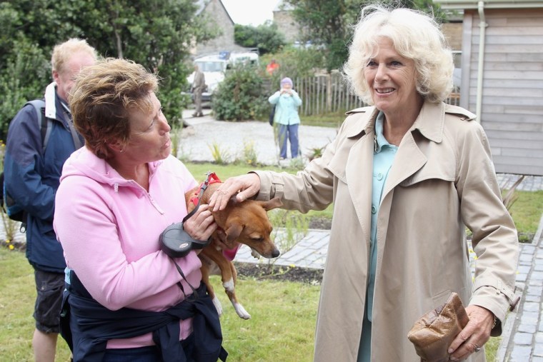 C'mon, she's cute: Camilla, Duchess of Cornwall, attempts to pet a Jack Russell named Daisy on July 3 in Bryher, England.