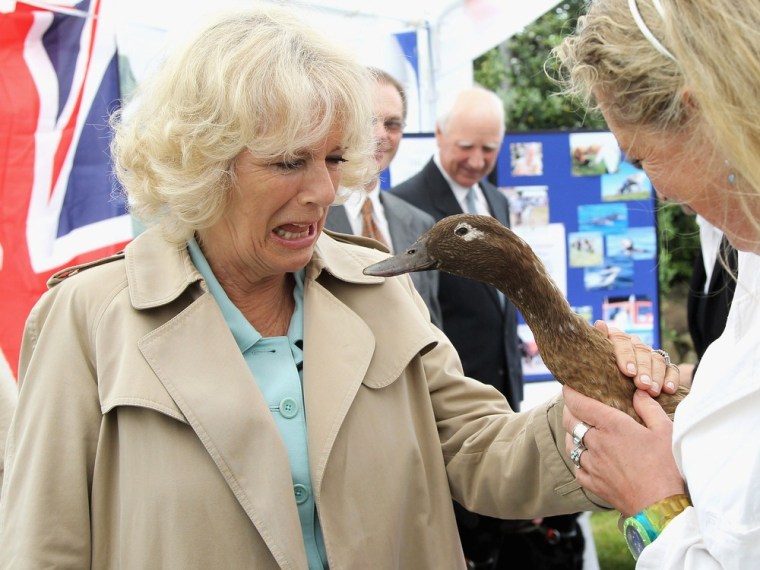 Aflac affliction: Camilla looks psyched to meet a 12-year-old duck held by vet Heike Dorn during a visit to the new veterinary surgery on July 3 in St Mary's, England.