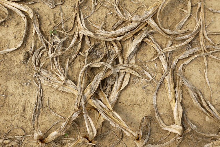 Corn plants dry in a drought-stricken farm field near Shawneetown, Ill. According to the Illinois Department of Agriculture 48 percent of the state's corn crop is currently in poor to very poor condition.