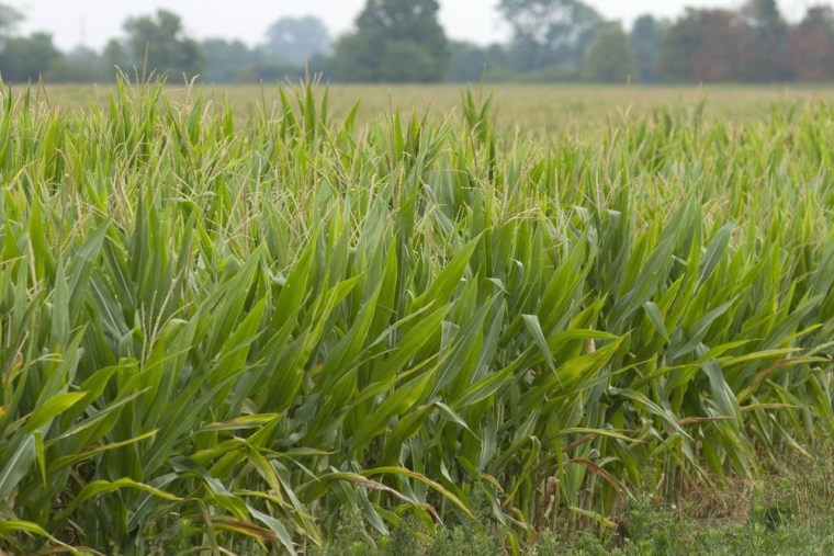 Corn plants stunted by the current drought grow in a field near Cicero, Indiana July 19, 2012.