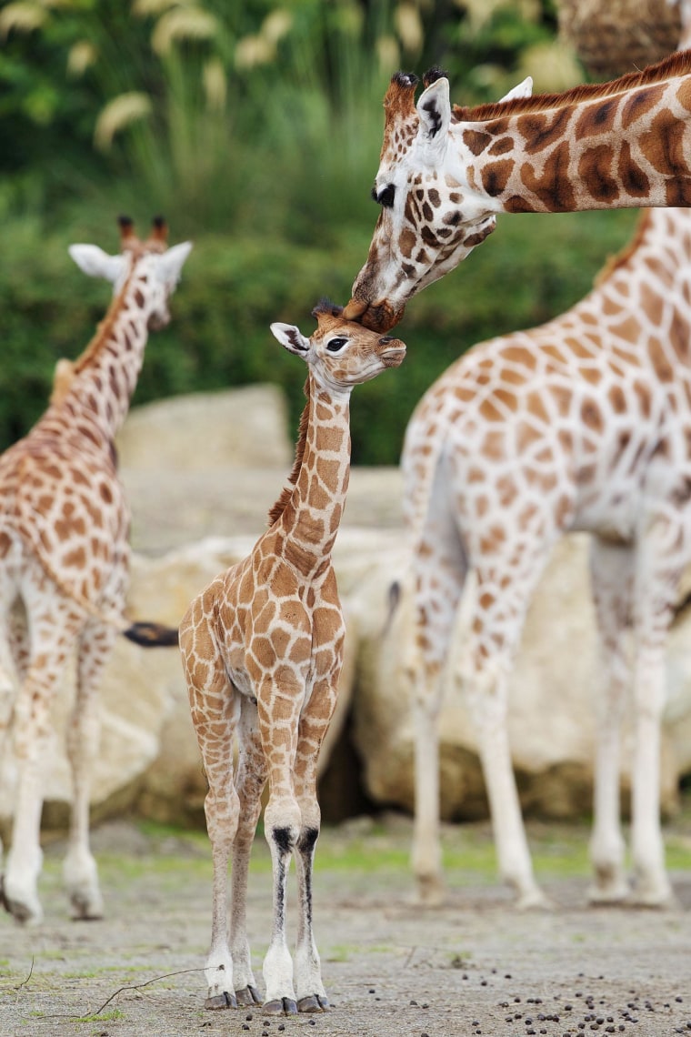 This adorable giraffe calf was born at the Dublin Zoo on June 27 and could grow up to weigh over 400 pounds.