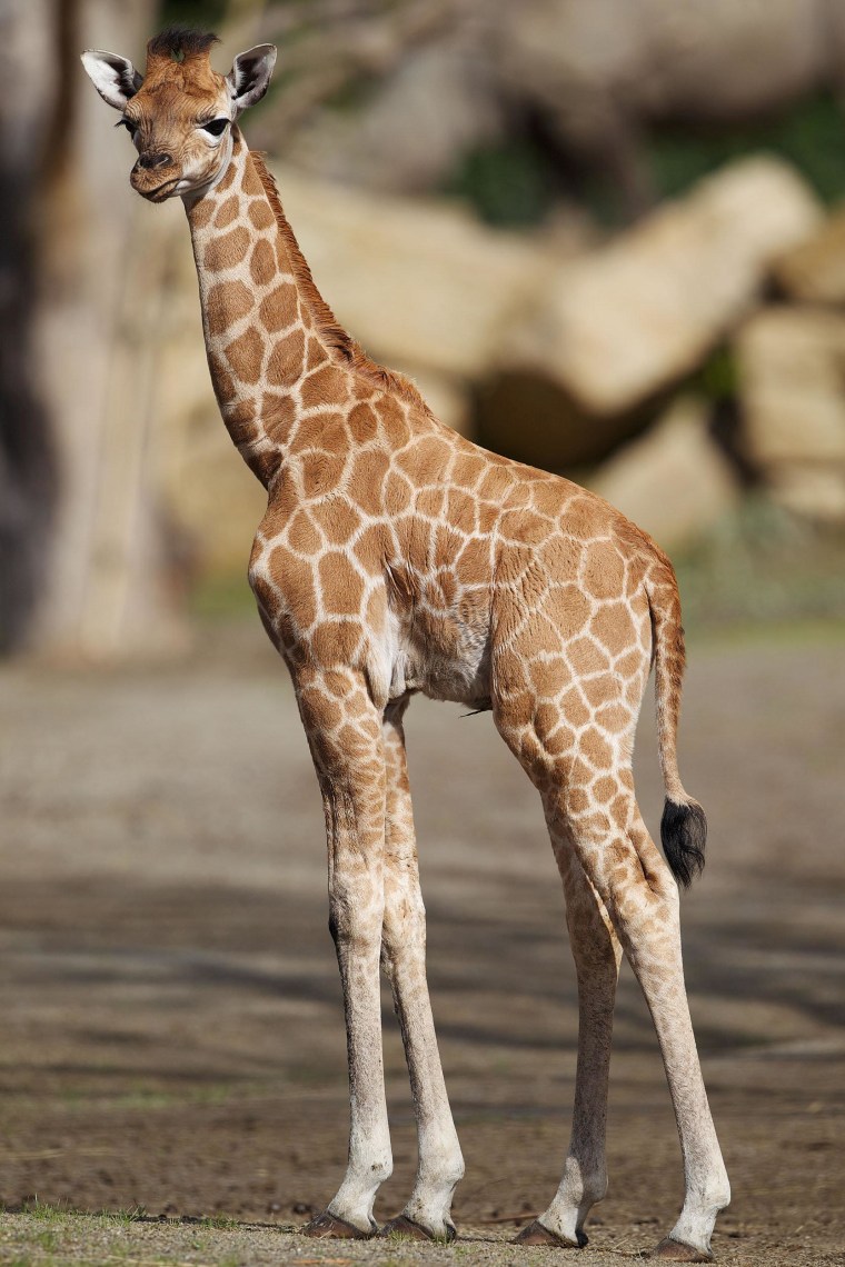 \"She is very confident for her age, as most calves would not join the herd until a week after they are born, however she has integrated very well,\" Helen Clarke-Bennet, team leader of the African Plains at the Dublin Zoo, said in the press release.