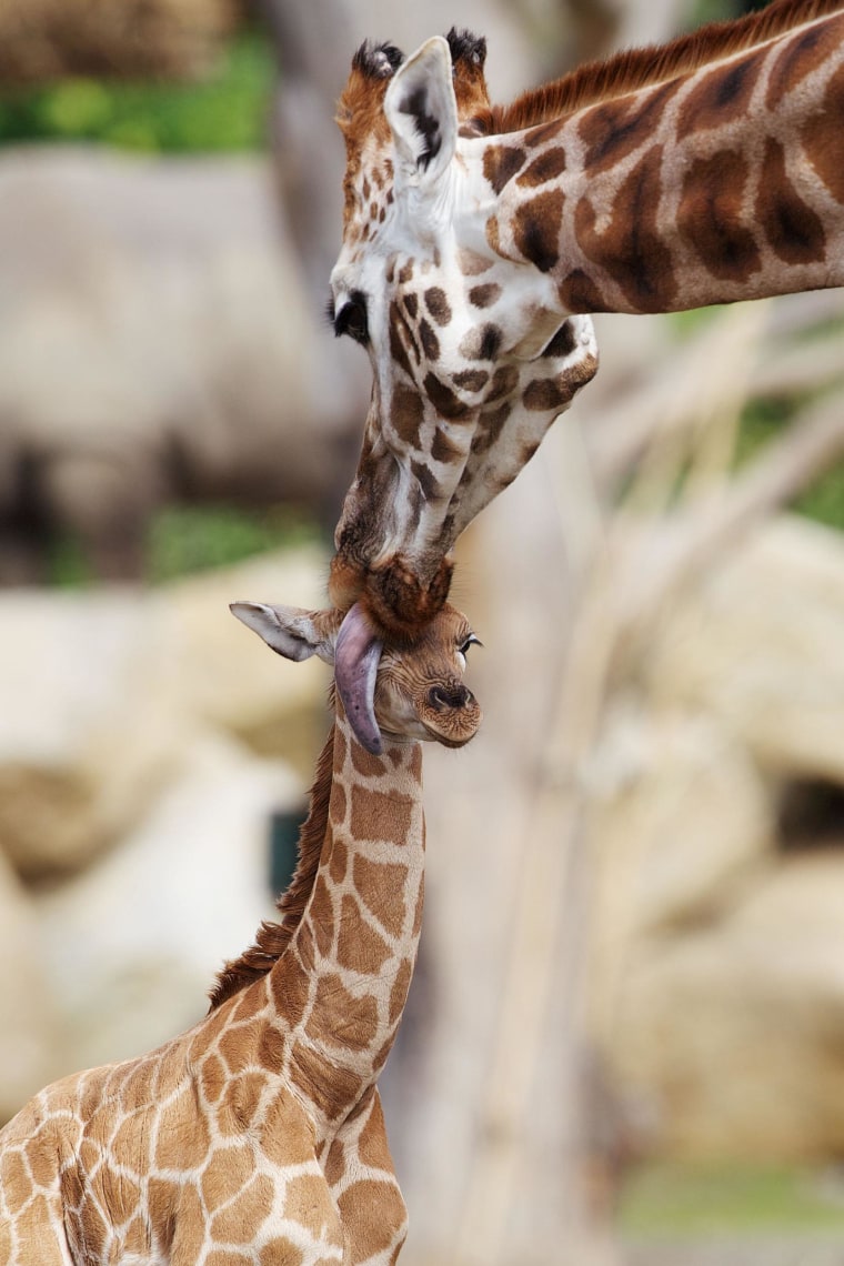 Zookeepers offered tips to the public on names they would be interested in, stating in the press release: