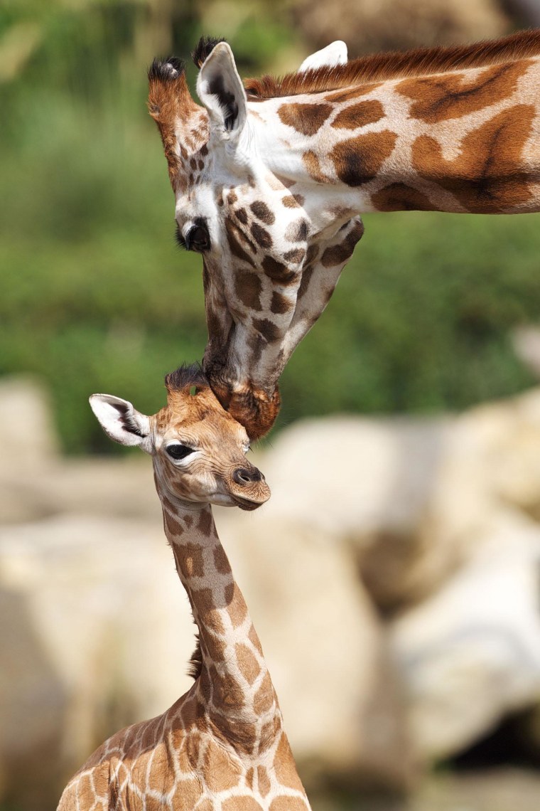 This calf is the second born to her mother Maeve, who also has a two-year-old calf named Arria.