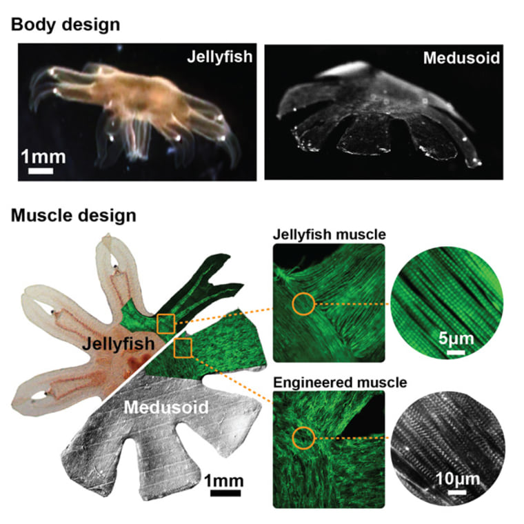 Graphic comparing Medusoid to a real jellyfish