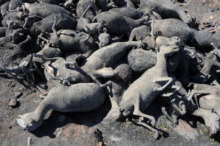 A flock of 500 sheep burned by a wildfire in Darnius near La Junquera, close to the Spanish-French border, on July 23, 2012.
