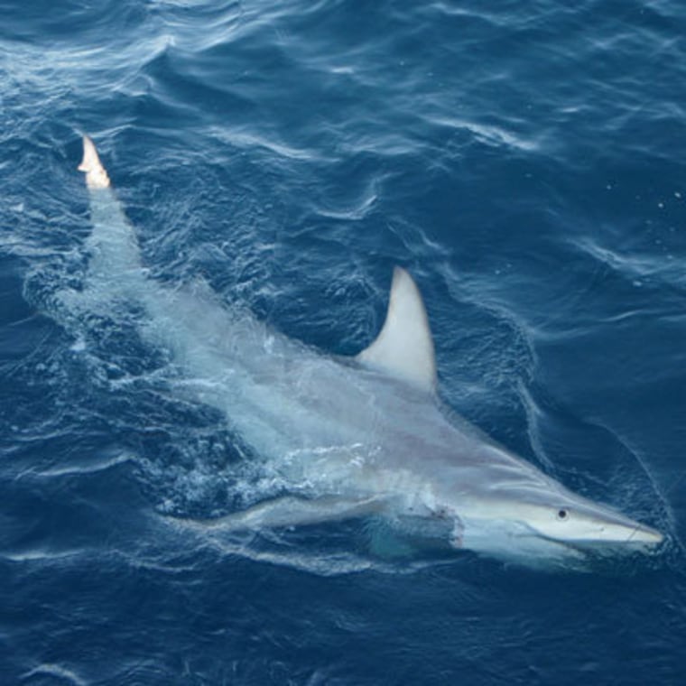 This image shows a hybrid black tip shark containing both Common and Australian black tip DNA.