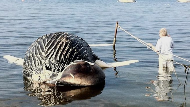 A dead humpback whale washed up on a beach in Stonington, Conn. on July 23.