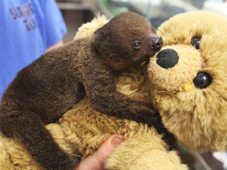Newborn Sloth Sjakie clings to his teddy bear at the Burgers' Zoo in Holland.