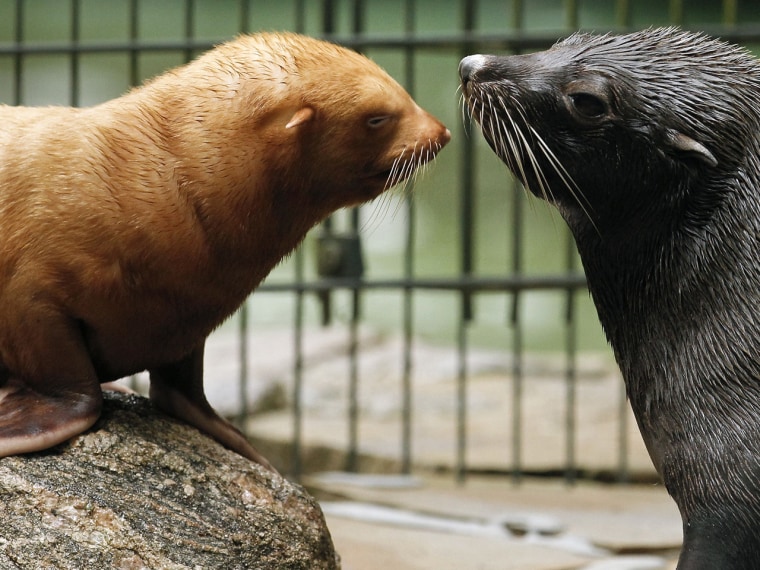 Zoo cares for orphaned baby albino seal after mom dies