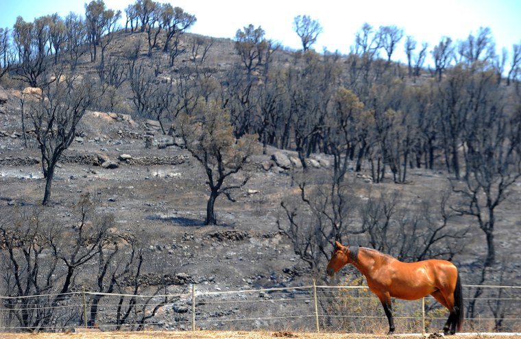 A horse walks past a fire ravaged forest in Darnius, Spain, on July 25, after wildfires swept through the region.