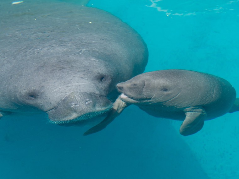 The week-old baby manatee is seen with her mom at their new home at SeaWorld Orlando.