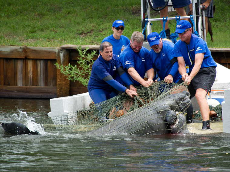 SeaWorld's Animal Rescue team haul in the mother manatee out of Sykes Creek. The wound to her front flipper is visible.