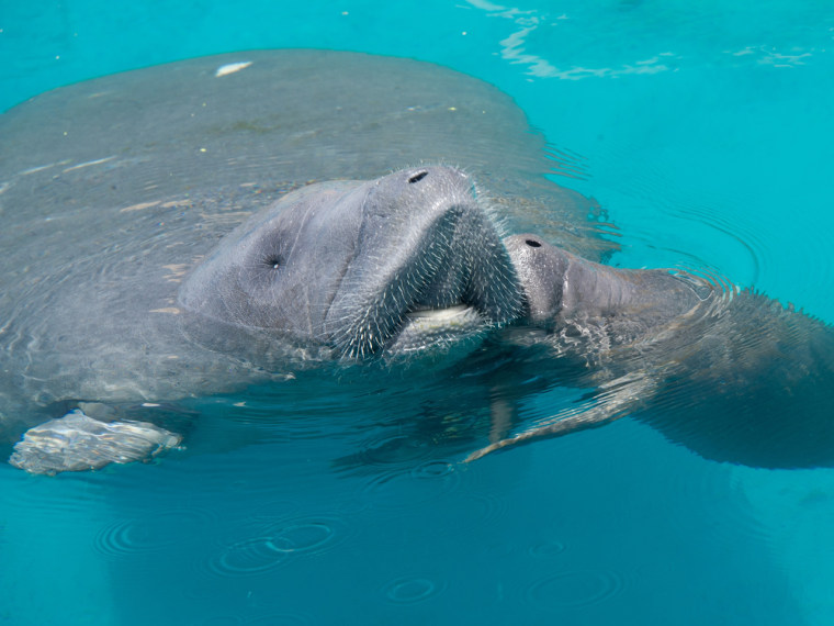The manatee calf plants a big wet kiss on its momma in their new habitat.