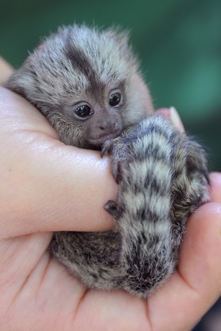 Marmosets' tails are roughly twice as long as their bodies.