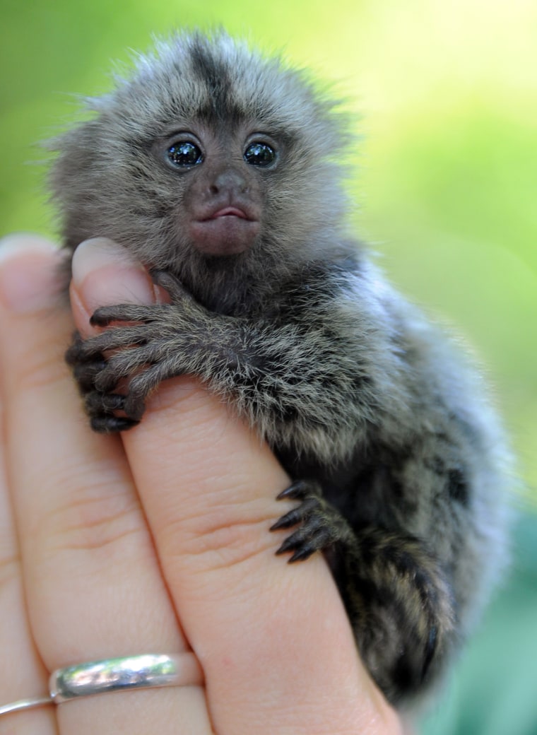 Marmosets are small, tree-dwelling primates that look a little like squirrels.