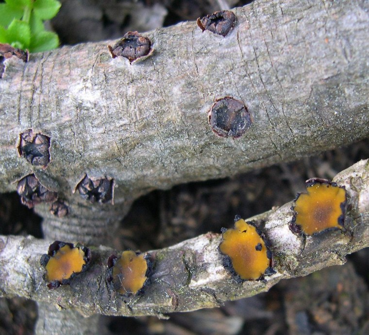The fungus known as Zeus olympius has been found only on dead branches of pine trees on Greece's Mount Olympus - and recently at a spot in Bulgaria.