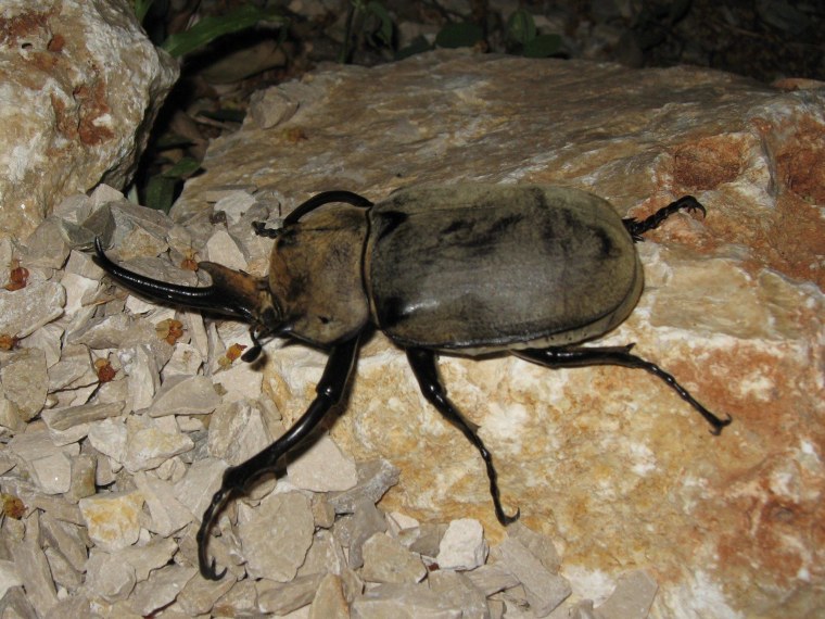 The rhinoceros beetle can lift 30 times its own weight.