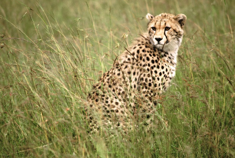 The cheetah can run more than twice as fast as the fastest human for short distances.