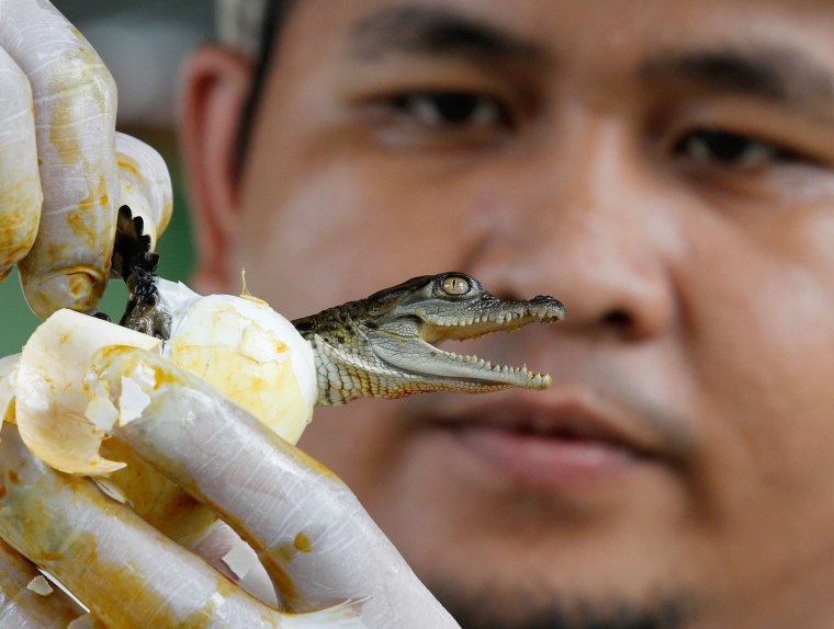 Caretaker Serge Acquiatan helps a Philippine crocodile as it hatches from an egg at a crocodile farm in Manila July 28, 2011.
