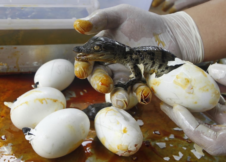 A Philippine crocodile hatches from an egg at a crocodile farm in Manila.