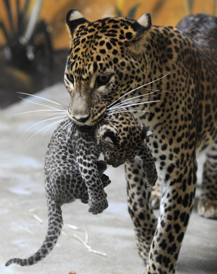 Sariska, mother of two newborn Sri Lankan leopard cubs, picks up one of her cubs.