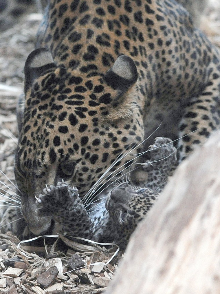 One (R) of the two newly-born Sri Lankan leopard cub Nayana is picked up by her mother Sariska.