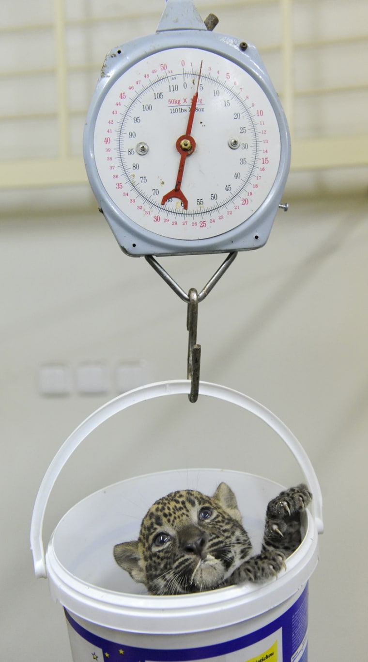 Nayana, a 5-week-old Sri Lankan leopard cub, looks out of a pail as she is being weighed during a medical examination by veterinary surgeons at Bratislava Zoo on July 28, 2011.