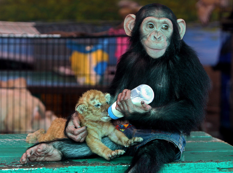 A 28-day-old golden tiger cub drinks bottled milk fed by a chimpanzee at Samut Prakan Crocodile Farm and Zoo on the outskirts of Bangkok, Thailand, on July 28.