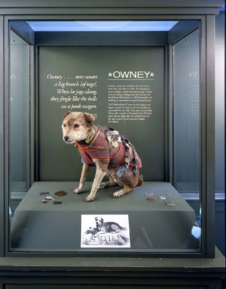 Owney the dog on display at the U.S. Postal Museum