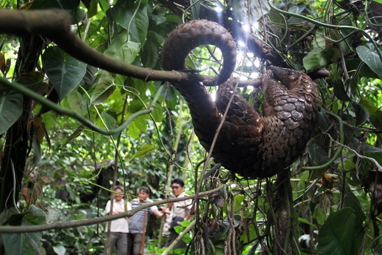 A rescued pangolin is released in the forest by government wildlife and conservation officers in Karo district located in North Sumatra province on July 31, after Indonesian police intercepted 85 endangered pangolins, most of them alive despite being stuffed into sacks by suspected smugglers. The animals, also known as scaly anteaters and prized mostly in China and Vietnam as food and medicine, were crammed into 14 sacks when they were seized at a bus station in the city of Medan in North Sumatra province on July 28, 2012, said Yoris Marzuki, chief detective of the local police.