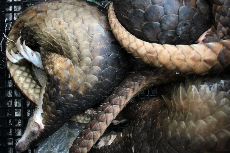 Seized pangolins are held in plastic crates in Medan city on July 31. Indonesian police have intercepted 85 endangered pangolins, most of them alive despite being stuffed into sacks by suspected smugglers, an official said on July 31.