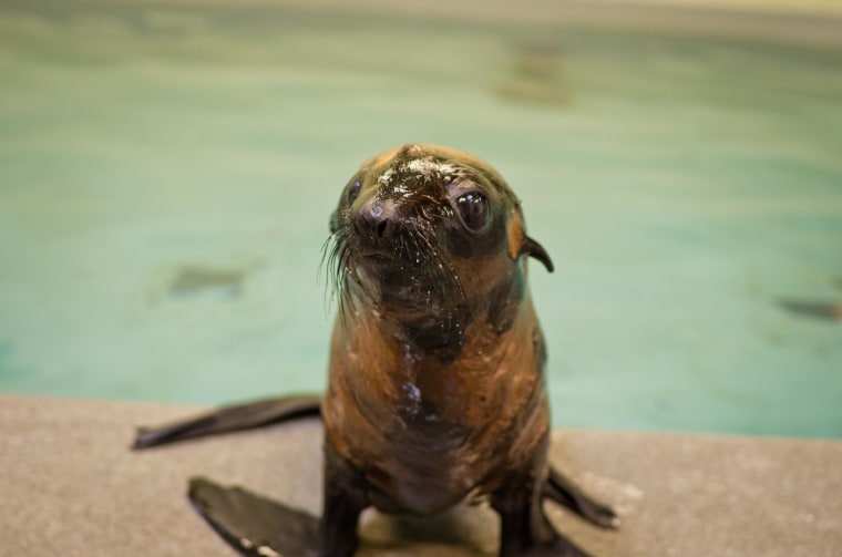 Newly named seal pup Leu has found a home at the New England Aquarium.