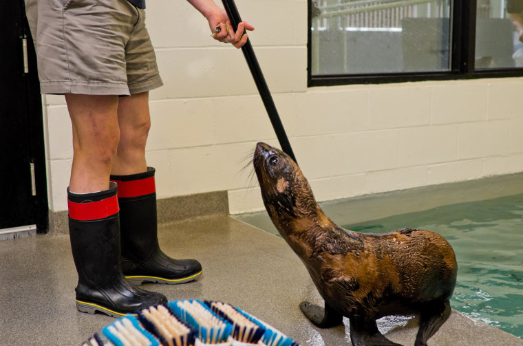 Eager to be trained: Leu stares down one of his trainers.