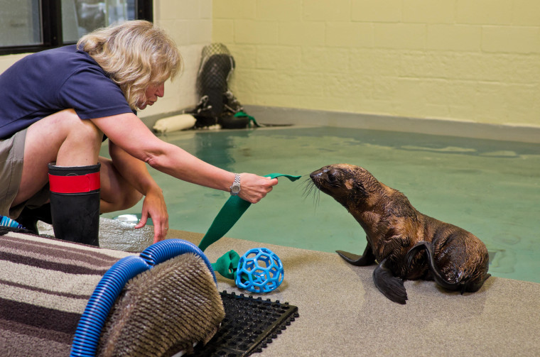 Leu is currently being trained by the New England Aquarium's marine mammal staff.