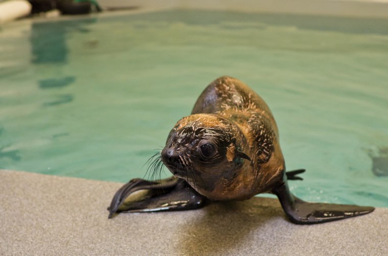 When Leu was discovered in California he weighed only 13 pounds, about a pound more than when he was born months ago.