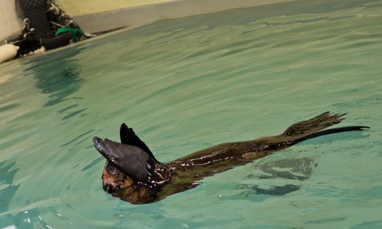 Just keep swimming: Leu enjoys a dip in the pool.