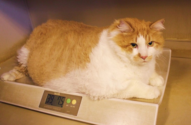 Garfield tipping the scales at a whopping 39.75 pounds.