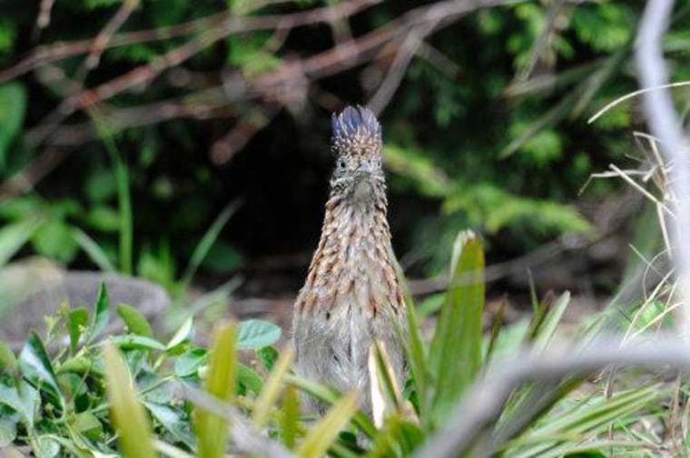 Roadrunners remain active and healthy in captivity with the help of zookeepers, who often hide food in their exhibit to encourage foraging.