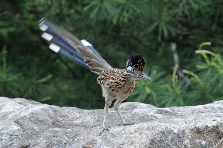 The roadrunner's black, brown and white plumage provides camouflage and helps him hide from predators.
