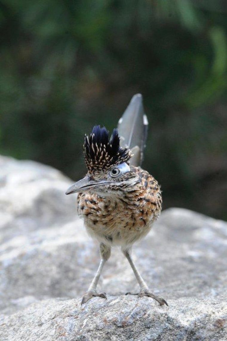 As their name implies, roadrunners are known for running quickly across roads and away from moving vehicles in the Southwest.