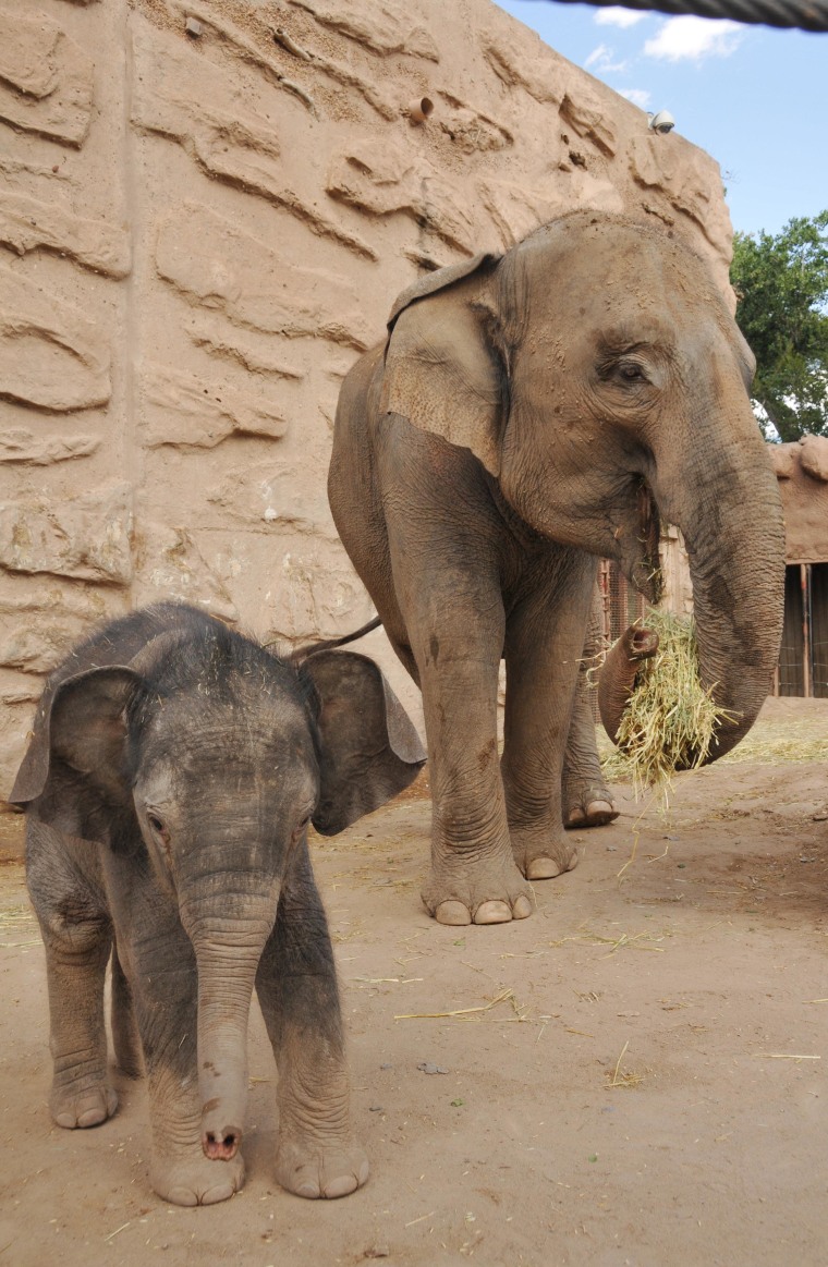 Mother and daughter together: Daizy, Rozie's first calf, better get ready to be a big sister!