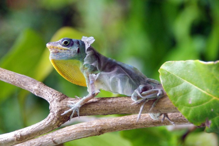 A Gecko shedding his skin while also trying to blend in. Photo taken in May in Bequia Island, Grenadines.