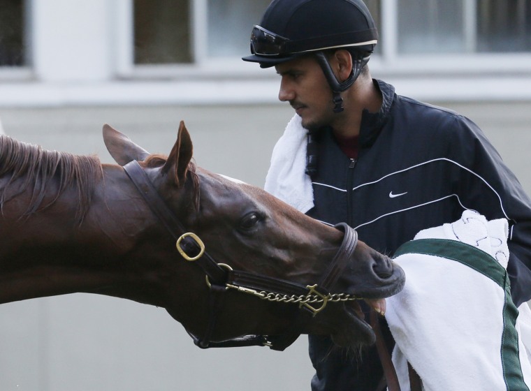 Triple Crown hopeful I'll Have Another scratched from race at Belmont(02)