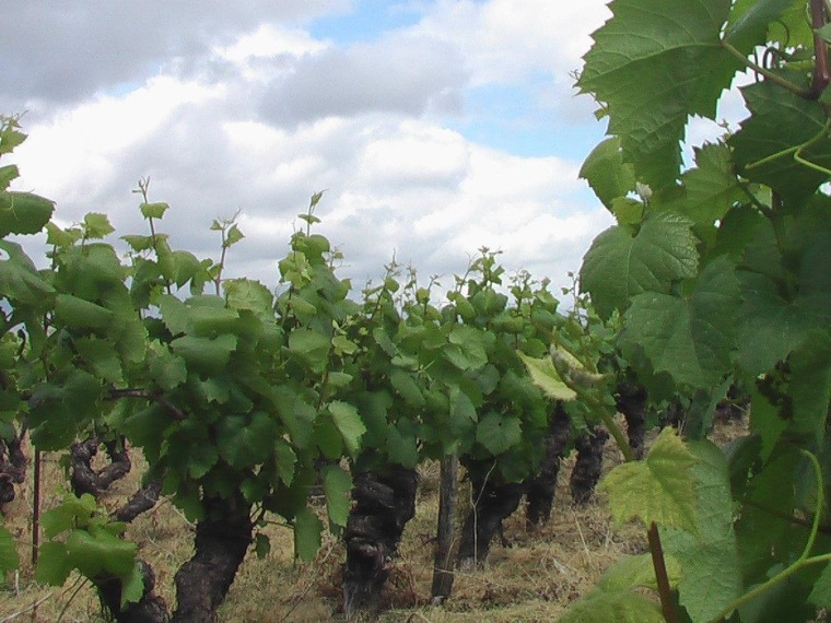 A vineyard of melon de Bourgogne, the grape from which Musacdet is made, in the far western Loire in France.