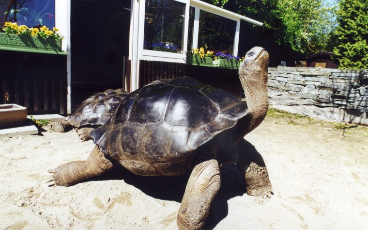 Giant male tortoise, Poldi.