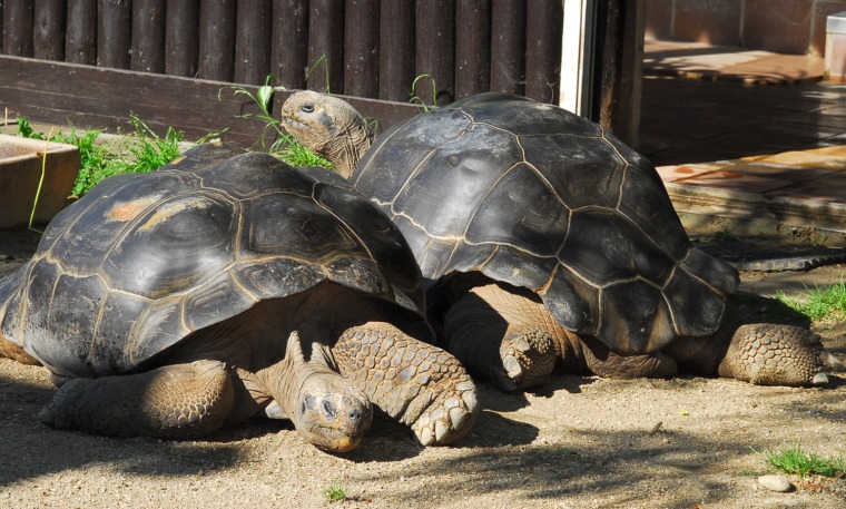 Giant tortoises Poldi and Bibi.